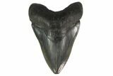Serrated, 4.24" Fossil Megalodon Tooth - South Carolina - #131205-1